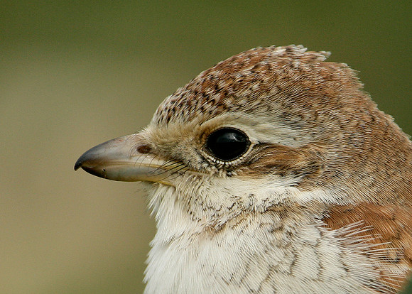 Red-backed Shrike Lanius collurio