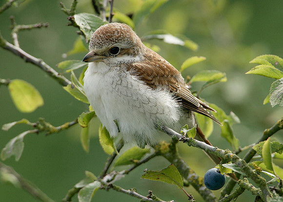 Red-backed Shrike Lanius collurio