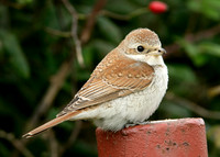 Red-backed Shrike Lanius collurio