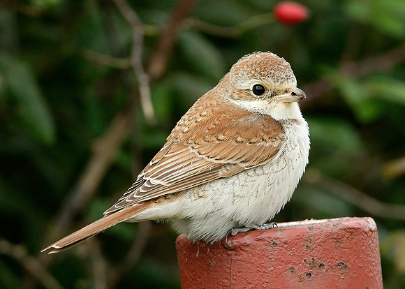 Red-backed Shrike Lanius collurio