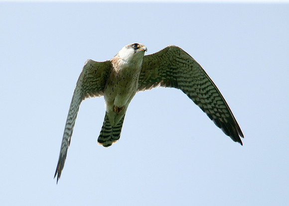 Red-footed Falcon Falco vespertinus