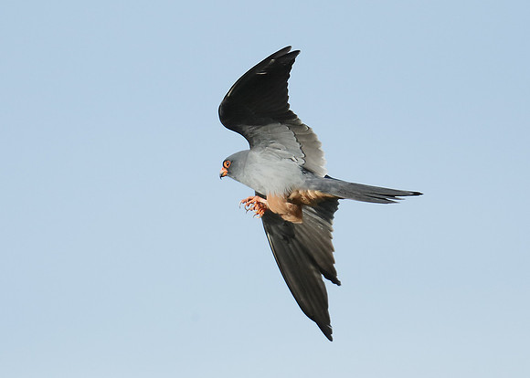 Red-footed Falcon Falco vespertinus