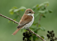 Red-backed Shrike Lanius collurio