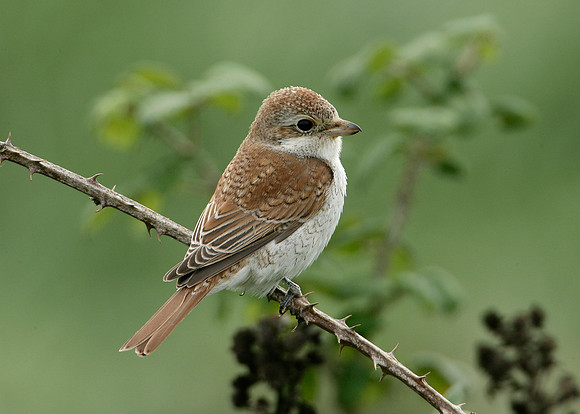 Red-backed Shrike Lanius collurio