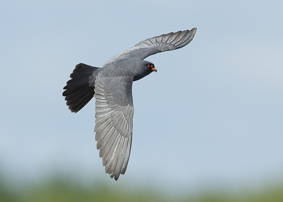 Red-footed Falcon Falco vespertinus