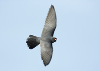 Red-footed Falcon Falco vespertinus