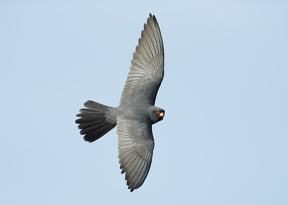 Red-footed Falcon Falco vespertinus