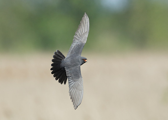 Red-footed Falcon Falco vespertinus
