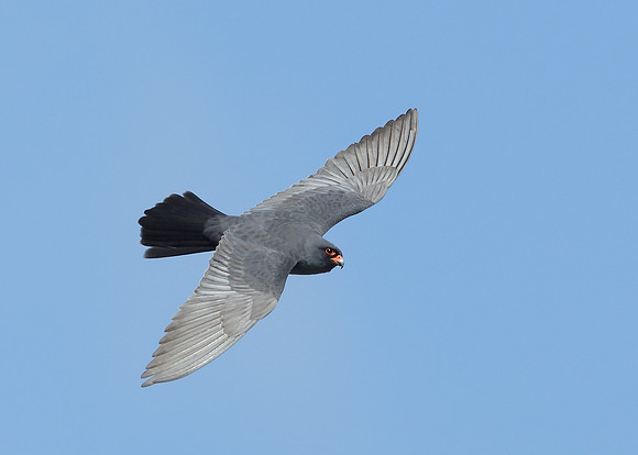 Red-footed Falcon Falco vespertinus