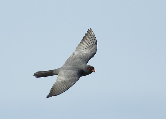 Red-footed Falcon Falco vespertinus