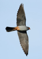 Red-footed Falcon Falco vespertinus