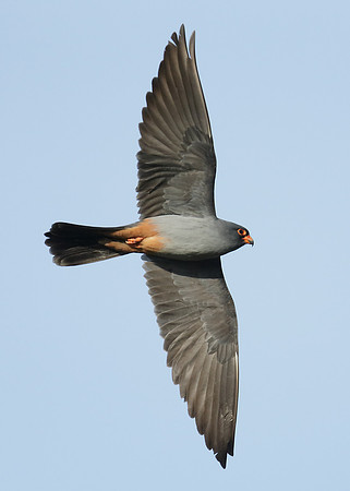 Red-footed Falcon Falco vespertinus