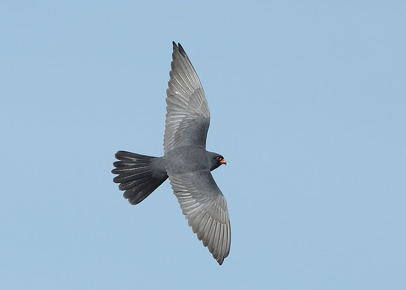 Red-footed Falcon Falco vespertinus