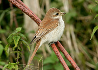 Red-backed Shrike Lanius collurio