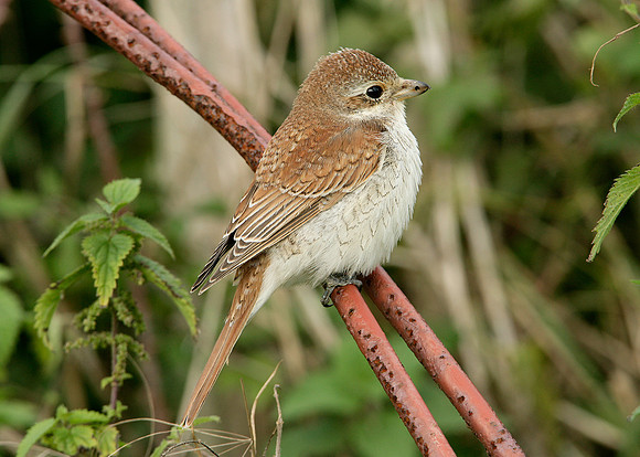 Red-backed Shrike Lanius collurio