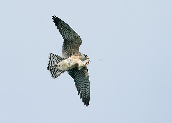 Red-footed Falcon Falco vespertinus