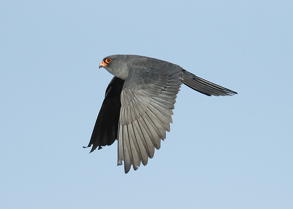 Red-footed Falcon Falco vespertinus