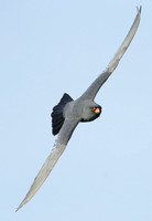 Red-footed Falcon Falco vespertinus