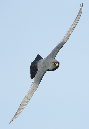 Red-footed Falcon Falco vespertinus