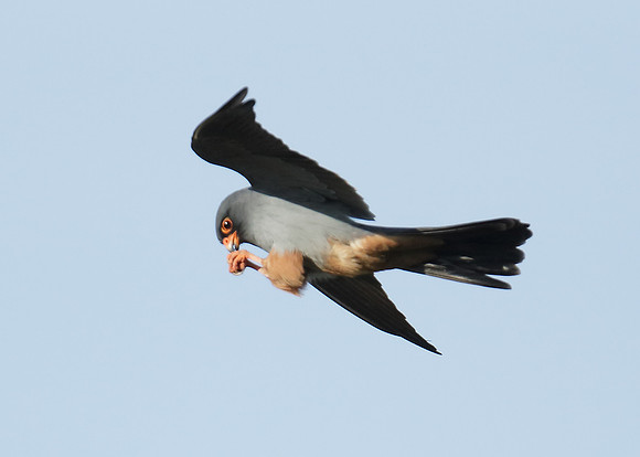 Red-footed Falcon Falco vespertinus