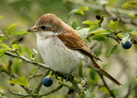 Red-backed Shrike Lanius collurio