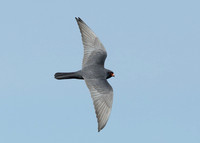 Red-footed Falcon Falco vespertinus