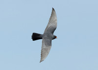 Red-footed Falcon Falco vespertinus