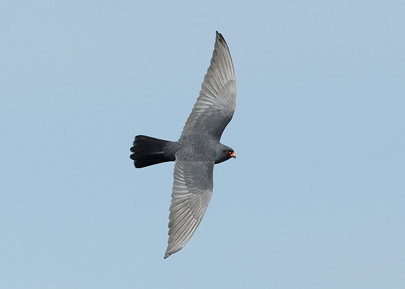 Red-footed Falcon Falco vespertinus