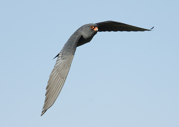 Red-footed Falcon Falco vespertinus