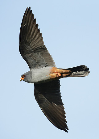 Red-footed Falcon Falco vespertinus