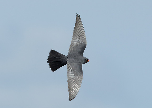 Red-footed Falcon Falco vespertinus
