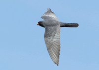 Red-footed Falcon Falco vespertinus