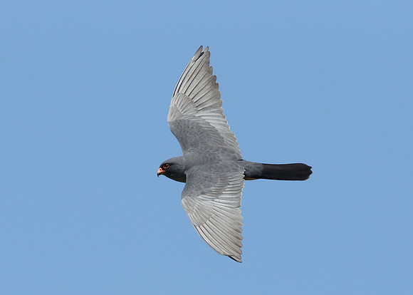 Red-footed Falcon Falco vespertinus