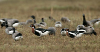 Red-breasted Goose Branta ruficollis