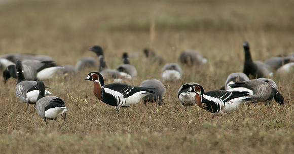 Red-breasted Goose Branta ruficollis