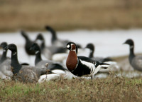 Red-breasted Goose Branta ruficollis