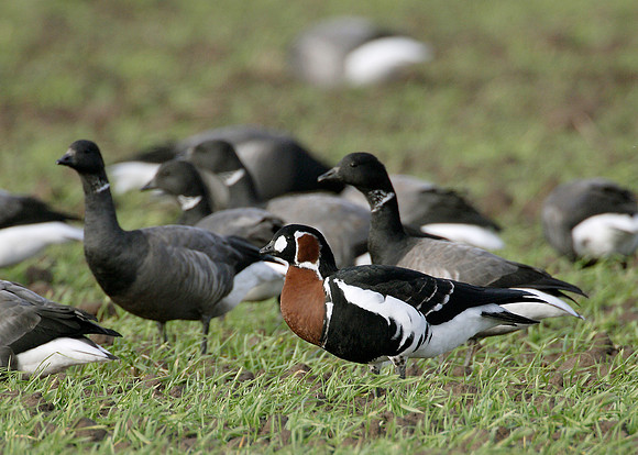 Red-breasted Goose Branta ruficollis