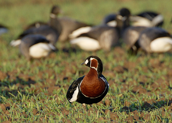 Red-breasted Goose Branta ruficollis