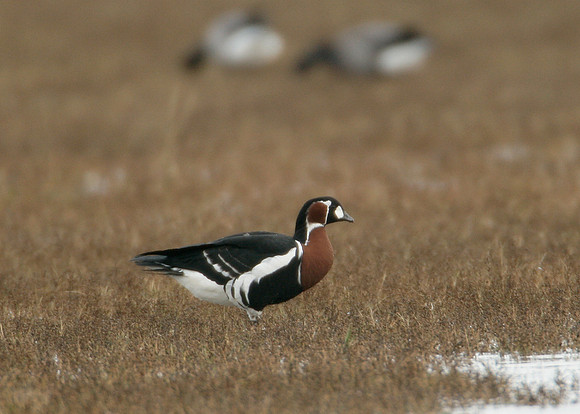 Red-breasted Goose Branta ruficollis