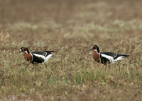 Red-breasted Goose Branta ruficollis
