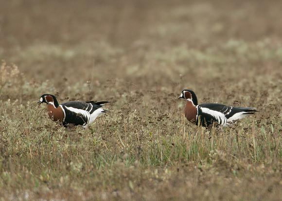 Red-breasted Goose Branta ruficollis