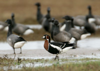 Red-breasted Goose Branta ruficollis