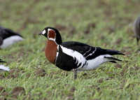 Red-breasted Goose Branta ruficollis