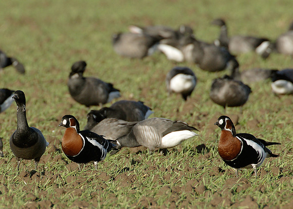 Red-breasted Goose Branta ruficollis