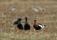 Red-breasted Goose Branta ruficollis