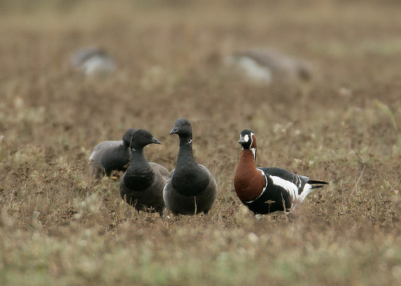 Red-breasted Goose Branta ruficollis