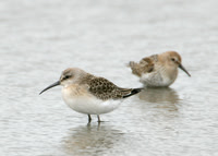 Curlew Sandpiper Calidris ferruginea