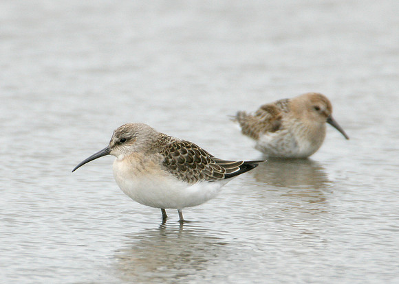 Curlew Sandpiper Calidris ferruginea