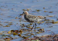 Curlew Sandpiper Calidris ferruginea