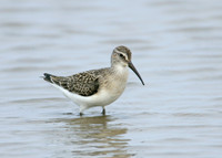 Curlew Sandpiper Calidris ferruginea